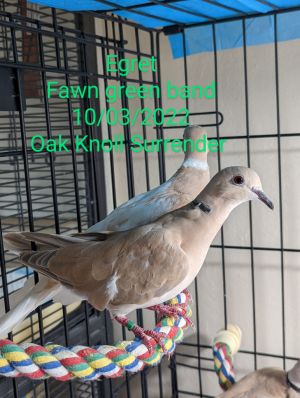Young Egret was an oops baby who came to Palomacy when their person surrendered a flock of 14 dove