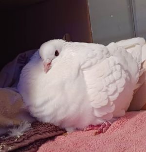 Sam or Sam the Sammich as her foster parents call her is one hefty spirited gal Shes so spirite