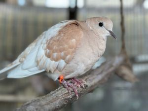 Young Artemis was an oops baby who came to Palomacy when their person surrendered a flock of 14 do