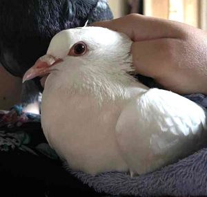 Mort Pigeon Bird