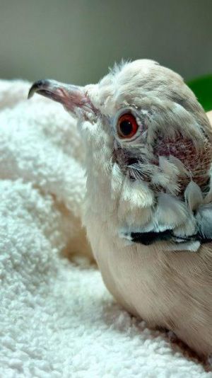 This poor little dove and its mate came to Palomacy when their owner died and a kind neighbor helped
