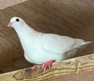 Persephone is a lovely white king pigeon shy but sweet She should warm up with patiencePlease app