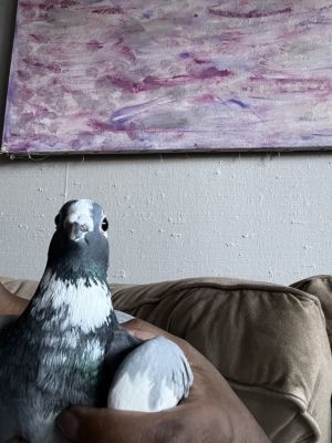 Diane Pigeon Bird