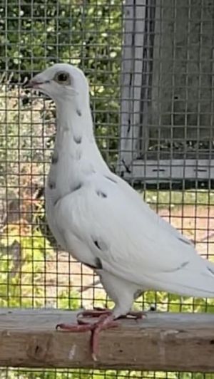 Wilbur Pigeon Bird