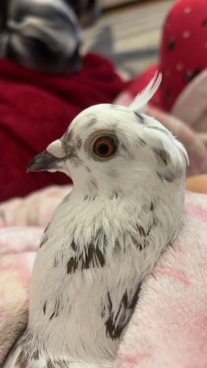Before coming into Palomacy Captain survived against the odds in a rough  tumble aviary flock Ina