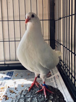 Cori w/Cisco Pigeon Bird