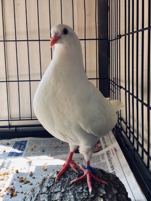 Update 111021 Cori grew up and got married to Cisco Theyre available for adoption together Cor