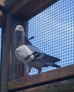 Update 071923 Alba has married recently widowed Batman These two cuties are a great fit for each