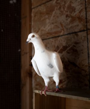 Update 111123 Gorgeous Timber has married recently widowed Calvin 8823 Update Timber healed 