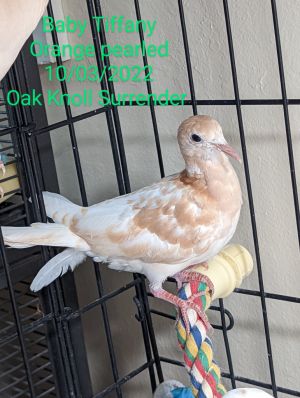 Baby Tiffany is an oops baby who came to Palomacy when their person surrendered a flock of 14 dove