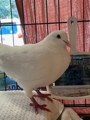 King pigeon Cameron was rescued by a Good Samaritan after suffering a hawk strike Hes a clever bir