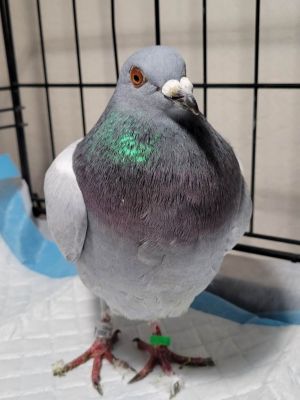 Rosebud a rescued racing pigeon was found on the side of an interstate with a wound to her abdomen