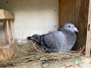Devoted pair Mork  Mindy came into Palomacy when their person lost their housing and had to rehome 
