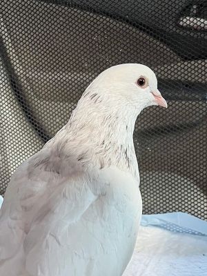 Moonlight is one smart pigeon He knew he was in need of help so he found someones house and plant