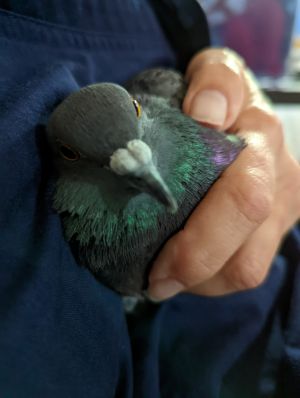 Zinnia is one of four unreleasable feral pigeons recently transferred to Palomacy from the Wildlife 