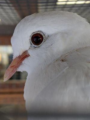 Update 10722 Larry Bird has been returned to Palomacy for no fault of his own This sweet dove is