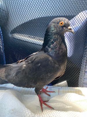 Update 111021 Happy news Cisco is doing great and has married a young King pigeon named Cori Th