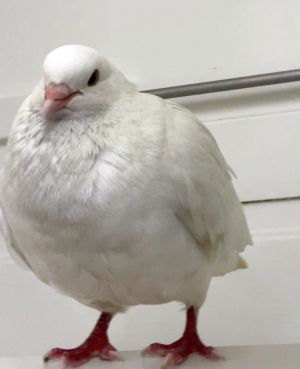Kip is one heckin cute chonker Hes a strong fella who for whatever reason found himself trying 