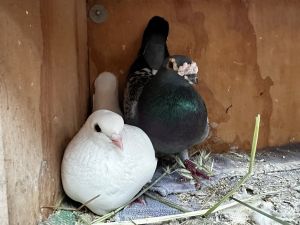 111519 Update Coopers beautiful wife Boba passed away as a result of reproductive disease  subs