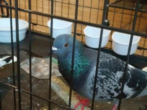 Beautiful married pair Bonnie and Clyde came to Palomacy when their people were threatened with evic