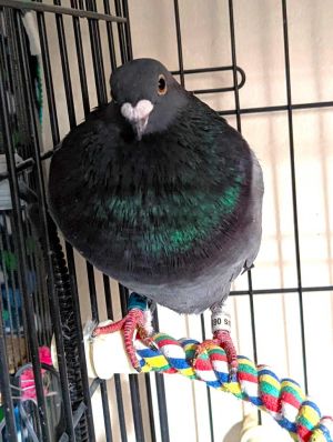 Spreckles is a rescued racing pigeon who wandered into the garage of a Palomacy member It was as if