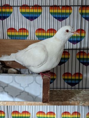 Idyll is the idyllic dove Regal beautiful picturesque We dont know Idylls history All we know