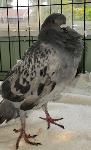 Parsnip w/ Myrta Pigeon Bird