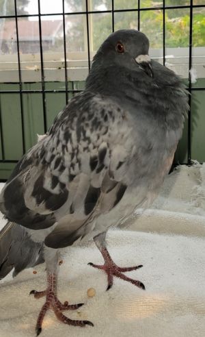 Update 102021 Smart sassy Parsnip fell in love and wooed the widow Myrta Theyre now happily mar