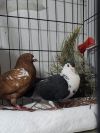 Oreo w/ Cocoa photo 2