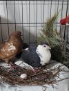 Oreo w/ Cocoa photo 4