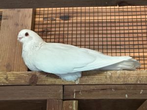Meet Harlow Harlow is an Egyptian Swift pigeon -- loooong feathers tiny beak He is a birds bird 