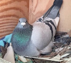 Gray is a rescued racing pigeon who was found stray and trying to survive out in the wild He was