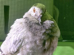 Gorgeous speckled Esther is possibly a domestic pigeon that was found doing poorly on the streets of