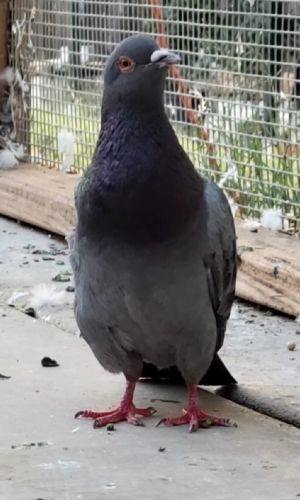 Binx is a feral pigeon who was rescued with a very damaged wing and taken to Medical Center for Bird