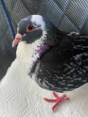 Kuro is a big strong handsome King pigeon who was lucky to be fished out of a backyard koi pond