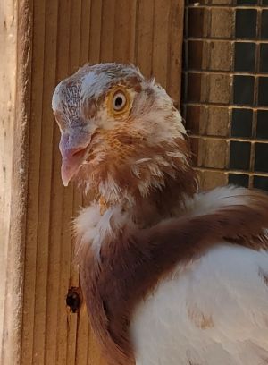 Rooney self-rescued to the backyard of a kind person in Oakland who got him to safety and found Pal