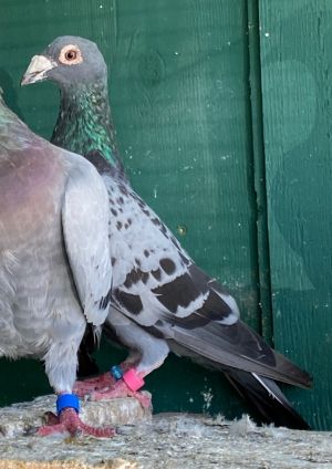 Clara was taken in by a Palomacy volunteer after she saw a Nextdoor post about his plight Hes doin