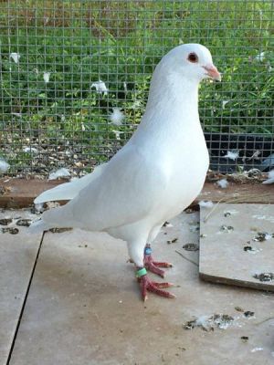 Xiya w/Penelope Pigeon Bird