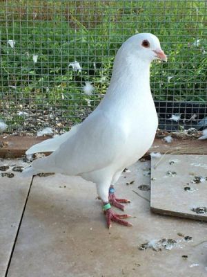 Xiya pronounced Zee-ya is a beautiful King pigeon who was found injured in the street by a kind pe