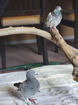 Update on 092024 Sweet Gumball is married to a gorgeous pigeon named Alice Were so thrilled for