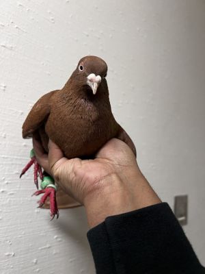 Cocoa Puff Pigeon Bird