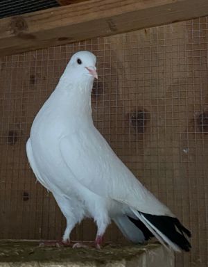 Percy Pigeon Bird