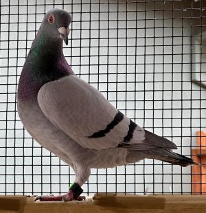 Phoenix is a bird who rose from the flames of being cast out as a racing pigeon Were not sure