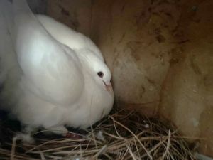 Hemera is a hen who is very confident Much like many female pigeons she is fiercely protective of 