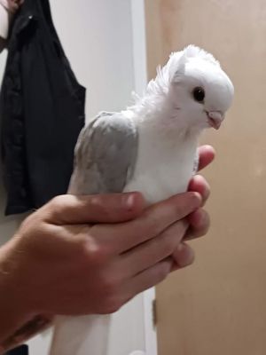 Update on Daisy Duke Daisy Duke did not recover use of his left wing His foster parents maintain t