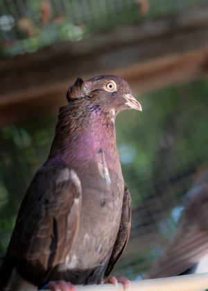 Cornell is a very handsome little Roller pigeon with a spiffy crest  lots of pet potential Hes a 
