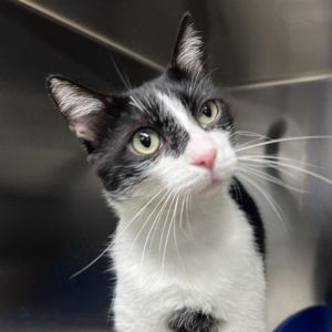 Meet Fergus a charming 2 12-year-old black and white male cat with a gentle and affectionate demea