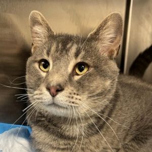 Meet Smelly Cat a unique 4-year-old male grey tabby with a distinctive personality and a heart of g