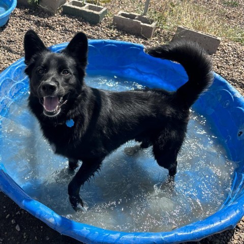 Drake, an adoptable German Shepherd Dog, Cattle Dog in Show Low, AZ, 85901 | Photo Image 1