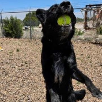 Drake, an adoptable German Shepherd Dog, Cattle Dog in Show Low, AZ, 85901 | Photo Image 2